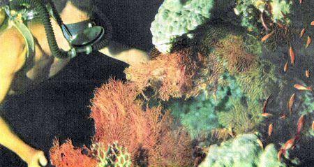 c-j-captain-j-y-cousteau-with-frederic-dumas-the-s-18.jpg