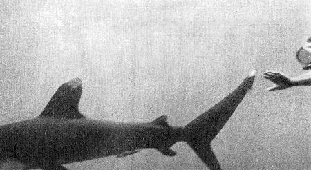 c-j-captain-j-y-cousteau-with-frederic-dumas-the-s-26.jpg