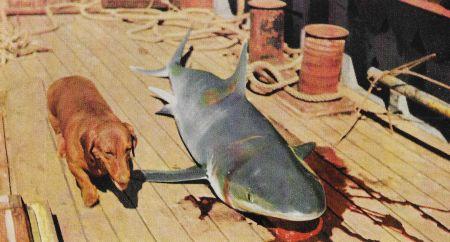 c-j-captain-j-y-cousteau-with-frederic-dumas-the-s-43.jpg