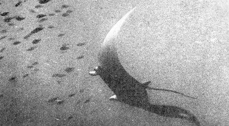 c-j-captain-j-y-cousteau-with-frederic-dumas-the-s-44.jpg