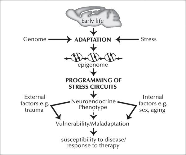 d-n-darcia-narvaez-neurobiology-and-the-developmen-5.jpg