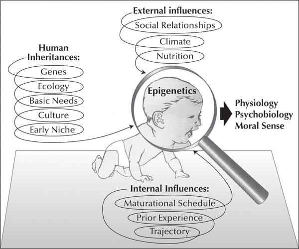 d-n-darcia-narvaez-neurobiology-and-the-developmen-9.jpg