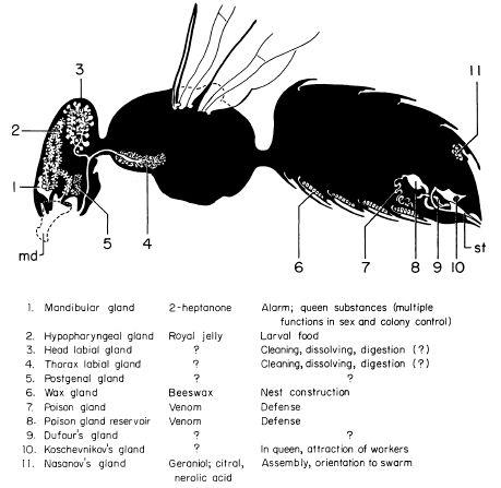 e-o-edward-o-wilson-sociobiology-205.jpg