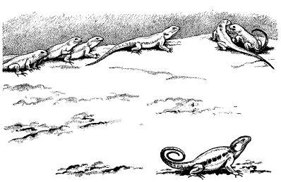 e-o-edward-o-wilson-sociobiology-250.jpg
