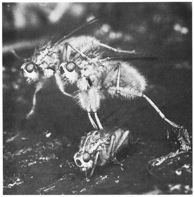 e-o-edward-o-wilson-sociobiology-268.jpg