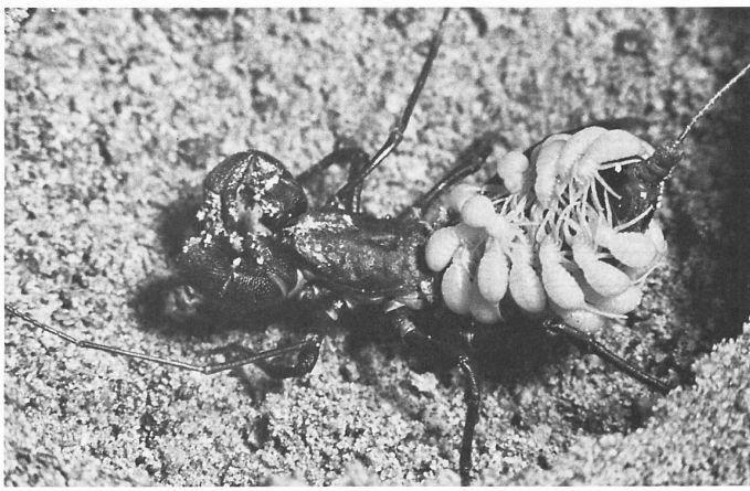 e-o-edward-o-wilson-sociobiology-276.jpg
