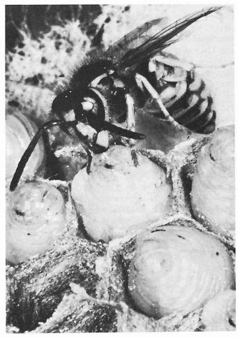 e-o-edward-o-wilson-sociobiology-281.jpg