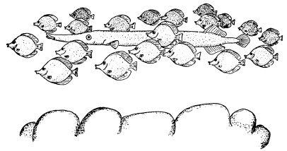 e-o-edward-o-wilson-sociobiology-285.jpg
