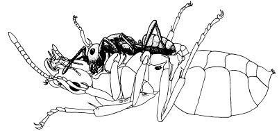 e-o-edward-o-wilson-sociobiology-287.jpg
