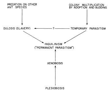 e-o-edward-o-wilson-sociobiology-293.jpg