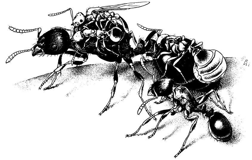 e-o-edward-o-wilson-sociobiology-295.jpg