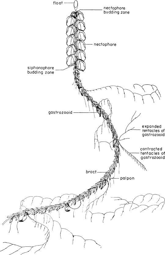 e-o-edward-o-wilson-sociobiology-297.jpg