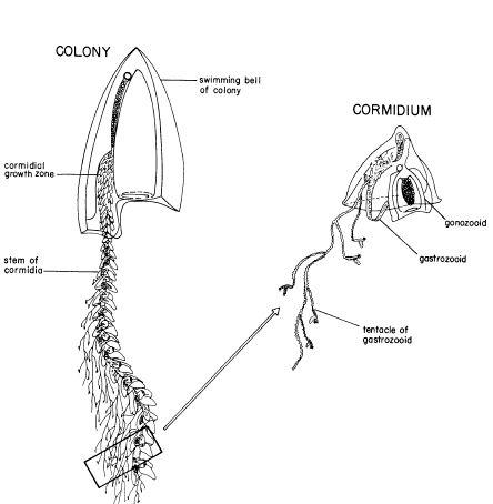 e-o-edward-o-wilson-sociobiology-300.jpg