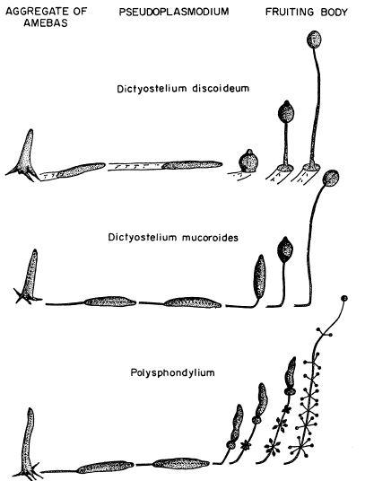 e-o-edward-o-wilson-sociobiology-301.jpg