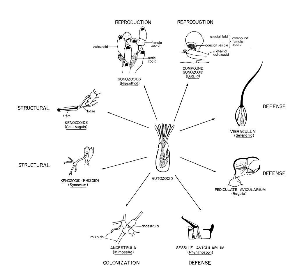 e-o-edward-o-wilson-sociobiology-305.jpg