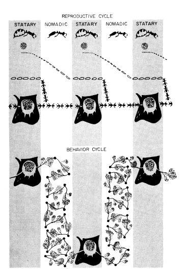 e-o-edward-o-wilson-sociobiology-328.jpg