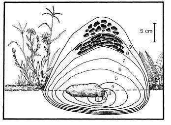 e-o-edward-o-wilson-sociobiology-334.jpg