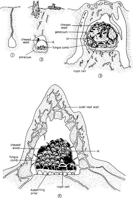 e-o-edward-o-wilson-sociobiology-4.jpg