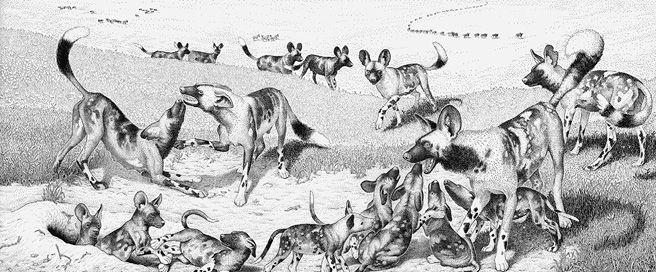 e-o-edward-o-wilson-the-social-conquest-of-earth-12.jpg