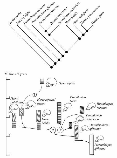 e-o-edward-o-wilson-the-social-conquest-of-earth-17.jpg