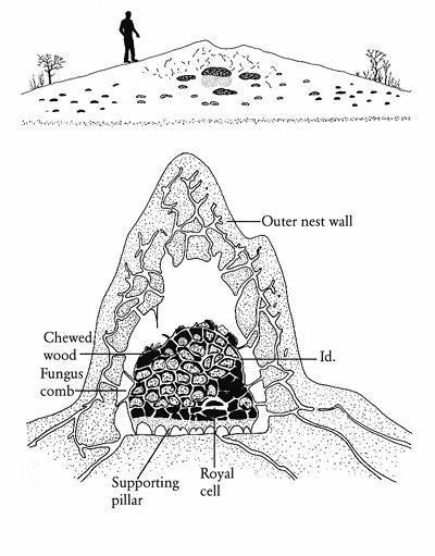 e-o-edward-o-wilson-the-social-conquest-of-earth-30.jpg