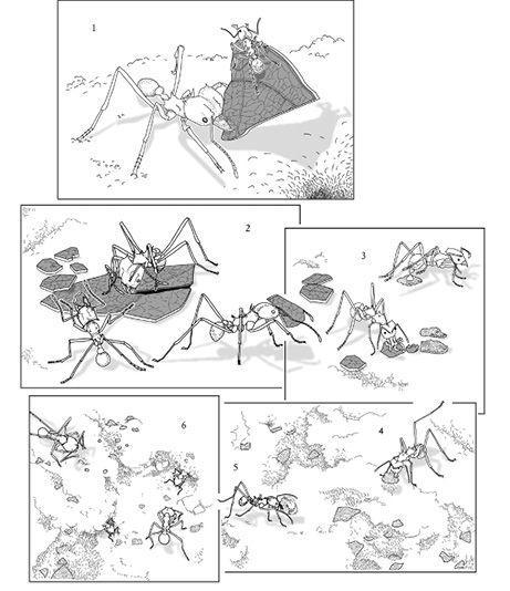 e-o-edward-o-wilson-the-social-conquest-of-earth-31.jpg