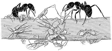 e-o-edward-o-wilson-the-social-conquest-of-earth-35.jpg
