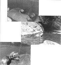 g-m-gavin-maxwell-the-ring-of-bright-water-trilogy-41.jpg