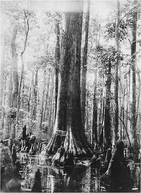 j-d-j-donald-hughes-an-environmental-history-of-th-44.png