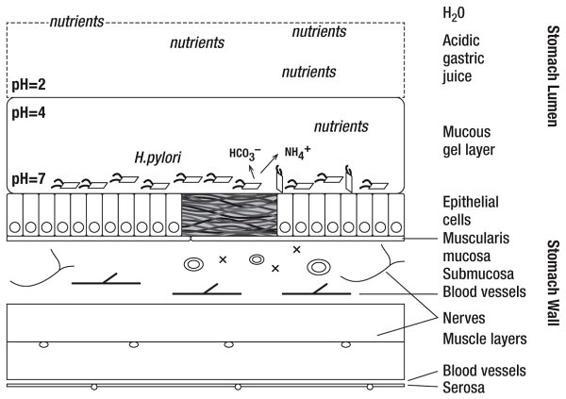 m-e-michael-e-kerr-bowen-theory-s-secrets-71.jpg