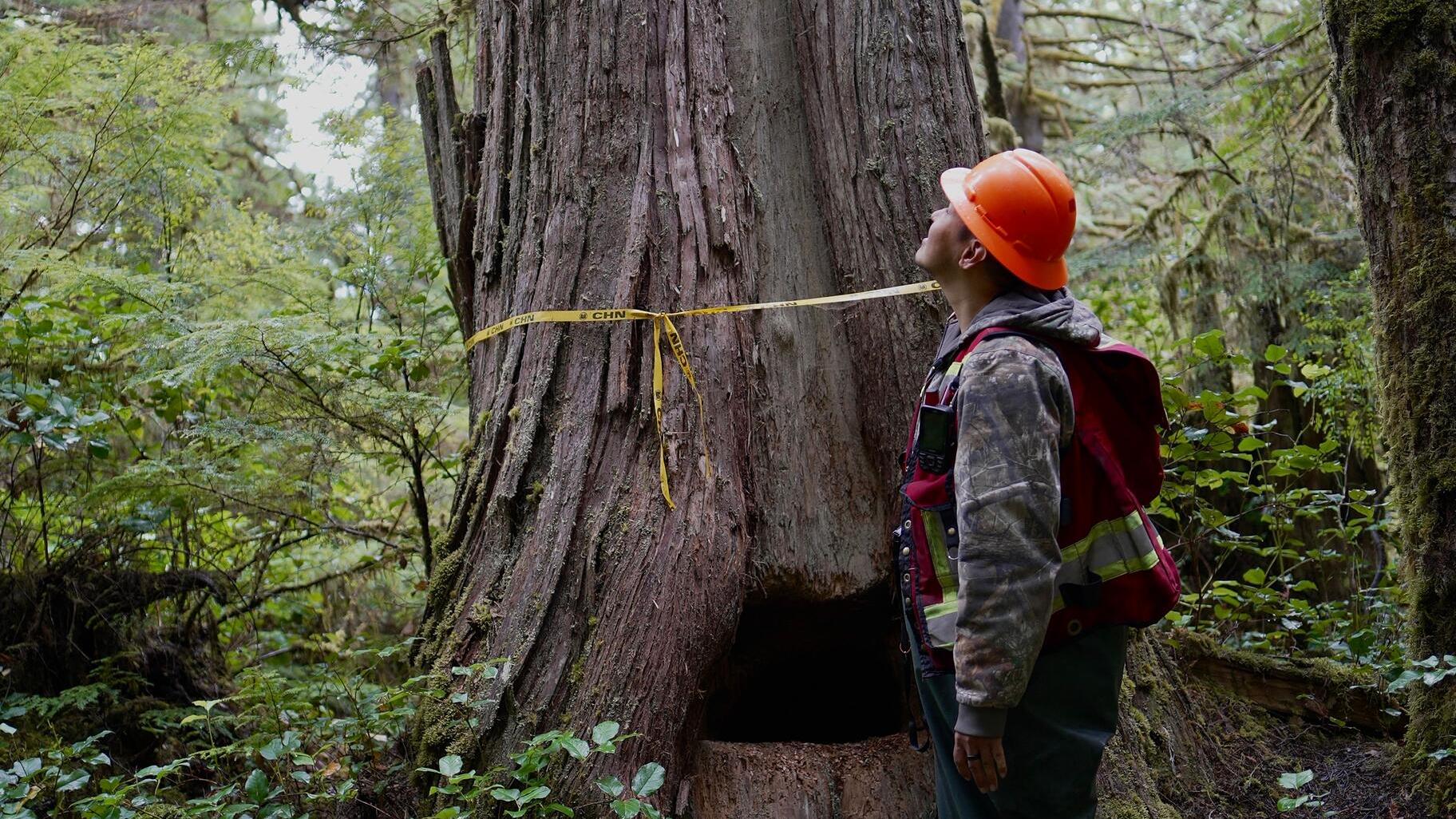 s-g-sonal-gupta-logging-took-trees-the-bears-calle-2.jpg