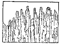 t-c-the-complete-works-of-john-muir-104.png