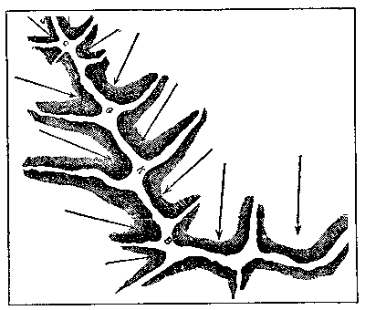 t-c-the-complete-works-of-john-muir-108.png