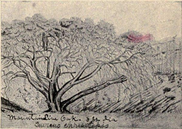 t-c-the-complete-works-of-john-muir-120.jpg