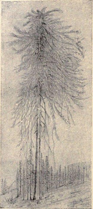 t-c-the-complete-works-of-john-muir-121.jpg