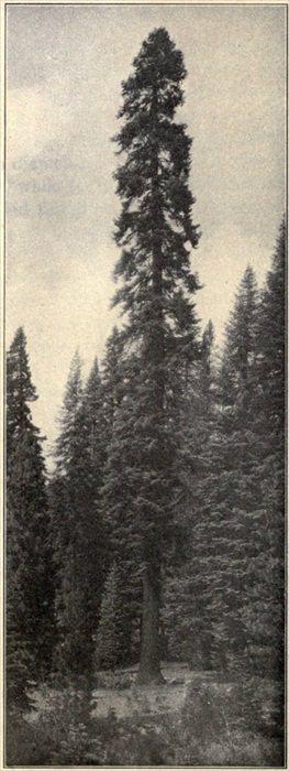 t-c-the-complete-works-of-john-muir-124.jpg