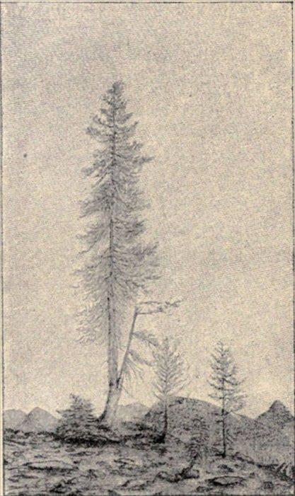 t-c-the-complete-works-of-john-muir-127.jpg