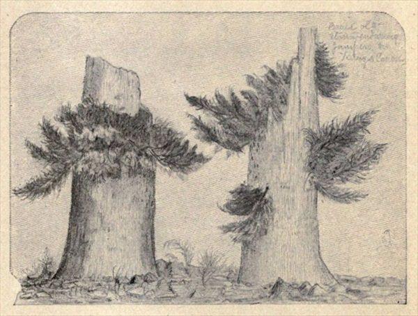 t-c-the-complete-works-of-john-muir-131.jpg