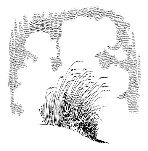 t-j-tove-jansson-the-summer-book-3.jpg