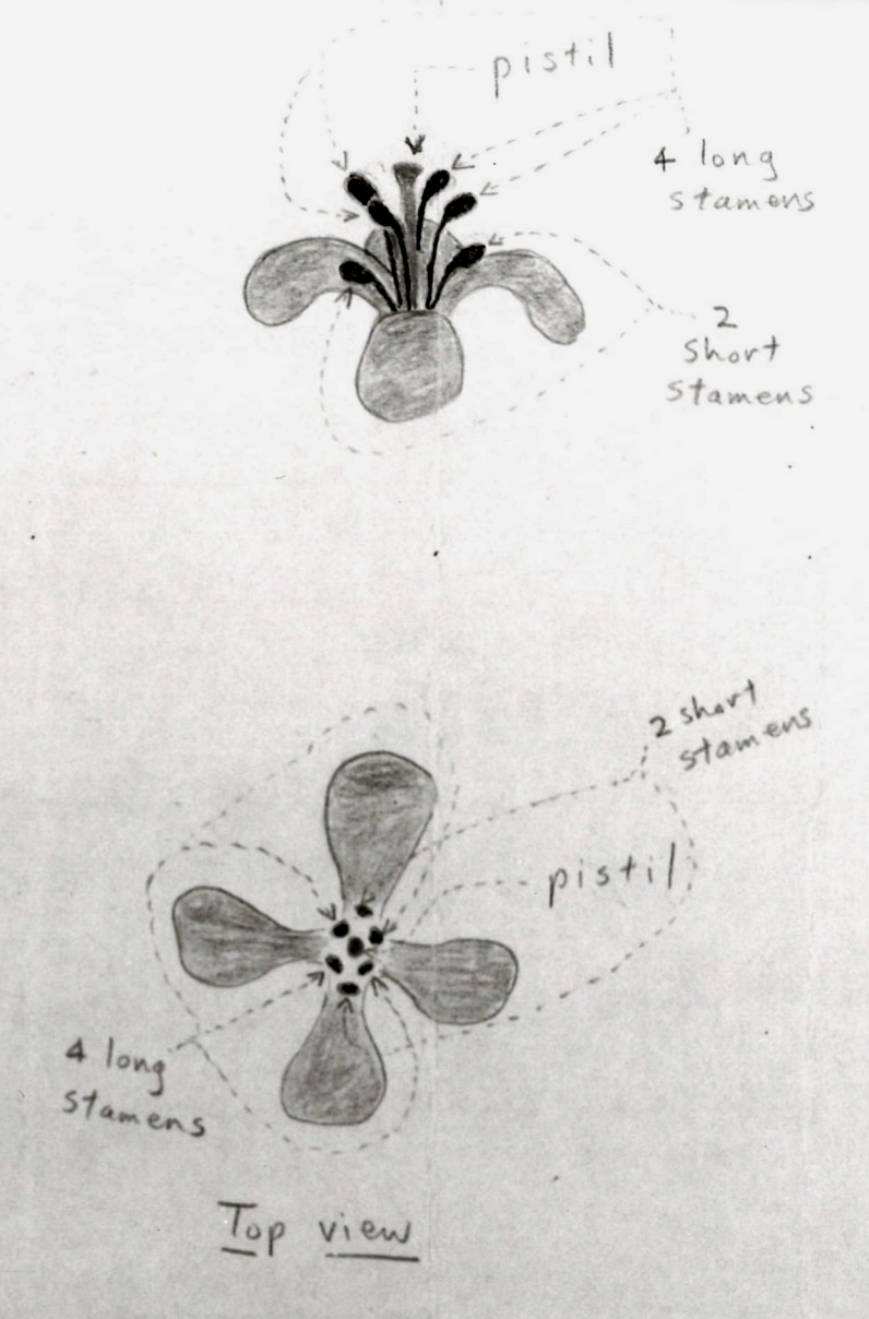 t-k-ted-kaczynski-flower-sketches-1.png