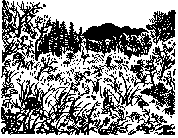 v-a-various-authors-backwoods-issue-1-21.png