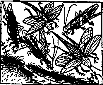 v-a-various-authors-backwoods-issue-1-25.png