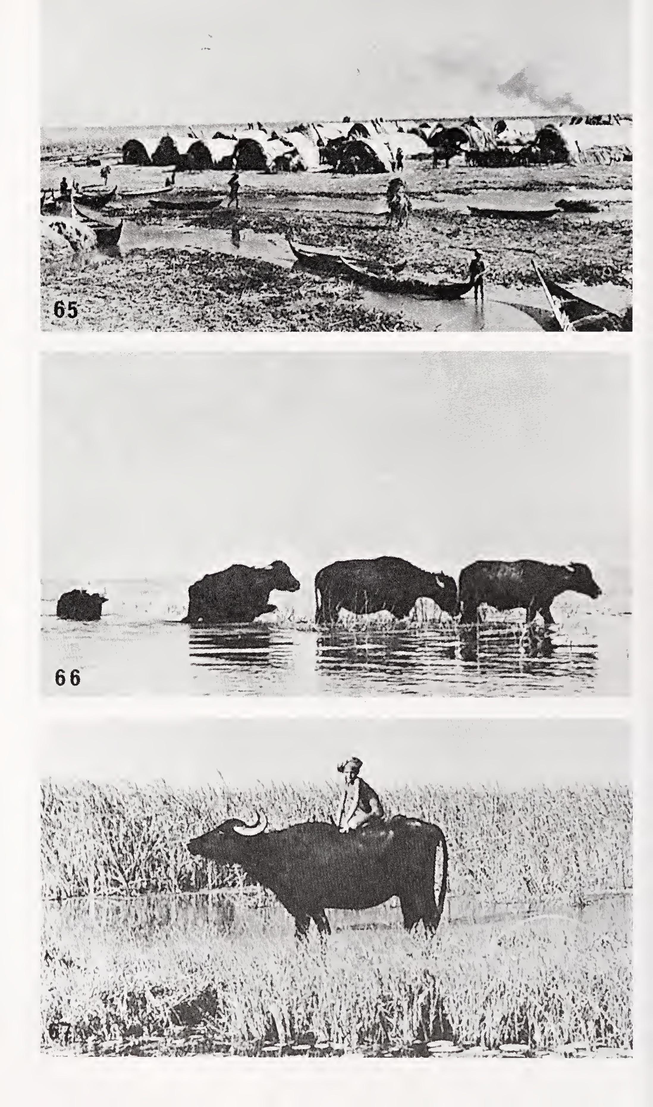 w-t-wilfred-thesiger-the-marsh-arabs-32.jpg